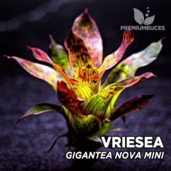Vriesea Gigantea Nova Mini Planta de terrario