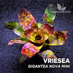 Vriesea Gigantea Nova Mini Planta de terrario