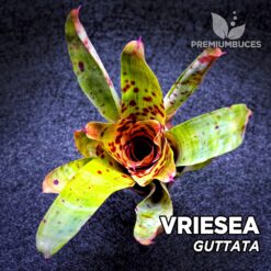 Vriesea Guttata Planta de terrario