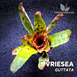 Planta de terrário Vriesea Guttata