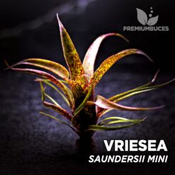 Vriesea Saundersii Mini Planta de terrario