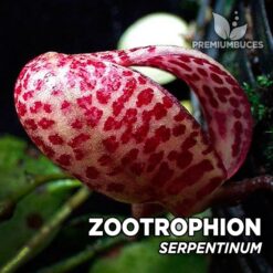 Zootrophion Serpentinum orquídea para terrario
