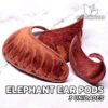 Elephant Ear Pods Hojas para acuario