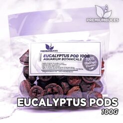 Eucalyptus Pods Hojas para Acuario