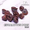 Eucalyptus Pods Hojas para Acuario