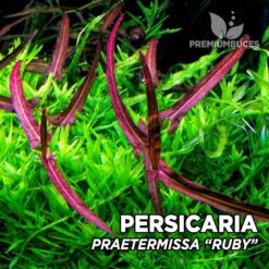 Persicaria Praetermissa "Ruby"