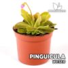 Pinguicula Weser Planta Carnívora para Terrario