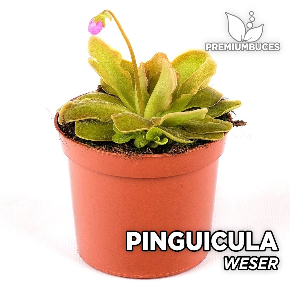 carnivorous plant Pinguicula 'Weser'. 