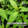 Polygonum sp. "Vietnam" Odoratum Planta de acuario en maceta