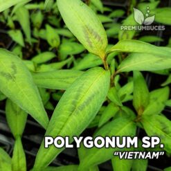 Polygonum sp. "Vietnam" Odoratum Planta de acuario en maceta