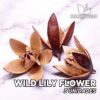 Wild Lily Flower Hojas para Acuario