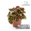 Begonia Bowerae Tiger Planta para Terrario