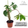 Begonia Carolineifolia Planta para Terrario