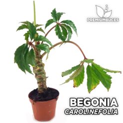 Begonia Carolineifolia Planta para Terrario