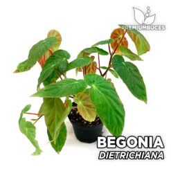 Comprar Begonias Terrario Online - Premium Buces