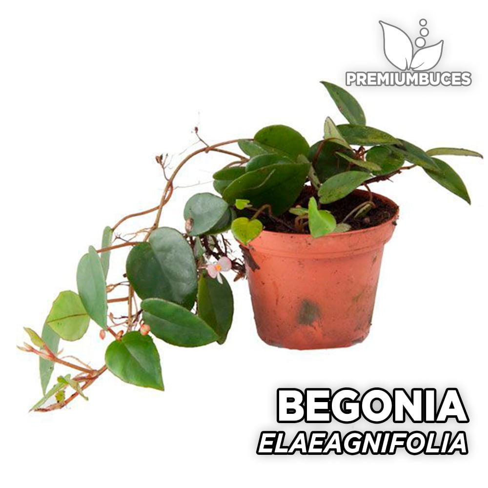 Begonia schulzei House plant Terrarium