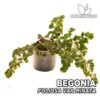 Begonia Foliosa var. Miniata Planta para Terrario