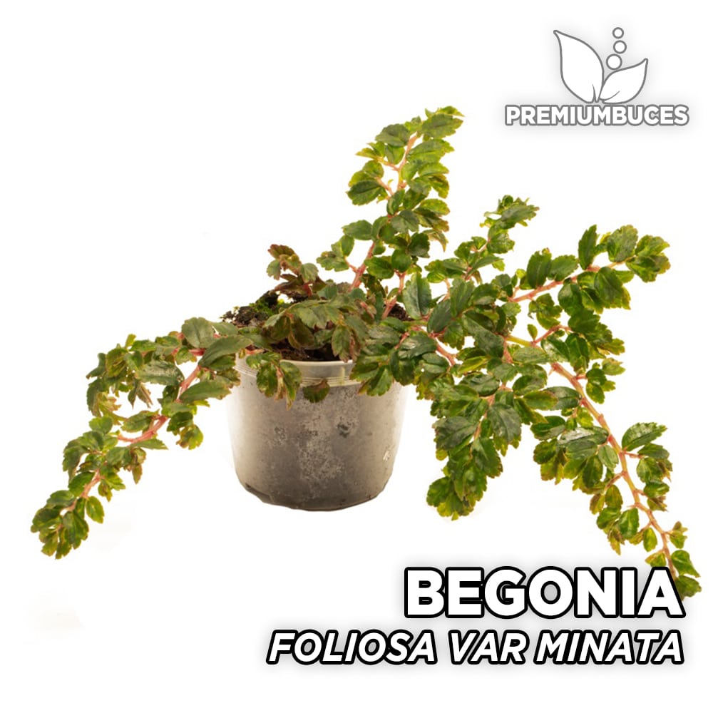Begonia Foliosa var. Miniata ? - PremiumBuces