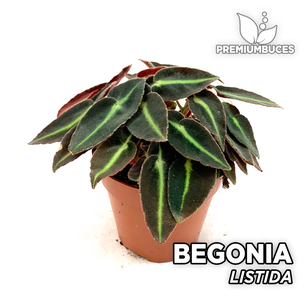 Begonia Listida 🛒 - PremiumBuces