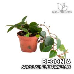 Begonia Schulzei ElaeagnifoliaPlanta para Terrario