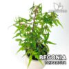 Begonia Tripartita Planta para Terrario