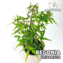 Begonia Tripartita Planta para Terrario