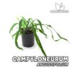 Campyloneurum Angustifolium Planta para Terrario