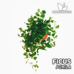 Ficus Pumila Planta para Terrario