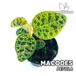 Macodes Petola Orquídea para Terrario
