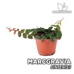 Marcgravia Sintenisii Planta para Terrario