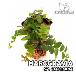 Marcgravia Sp. Colombia Planta para Terrario