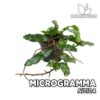 Microgramma Nitida Planta para Terrario