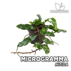 Microgramma Nitida Planta para Terrario