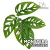 Monstera Acuminata Planta para Terrario