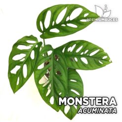 Monstera Acuminata Planta para Terrario