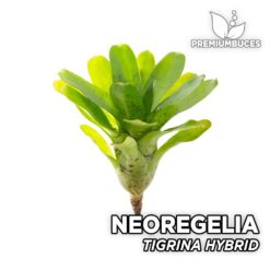 Neoregelia Trigrina Hybrid Planta de Terrario