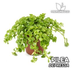 Pilea Depressa Planta para Terrario