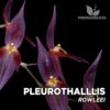 Pleurothallis Rowleei Orquídea para Terrario