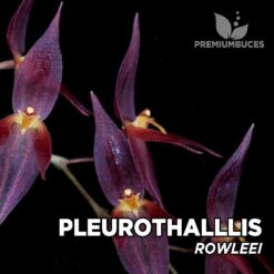Pleurothallis Rowleei Orquídea para Terrario
