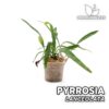 Pyrrosia Lanceolata Planta para Terrario