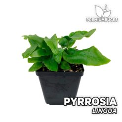 Pyrrosia Lingua Planta para Terrario