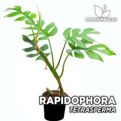 Rapidophora Tetrasperma (Mini Monstera) Planta para Terrario