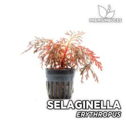 Selaginella Erythropus Planta para Terrario