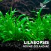 Planta de aquário Lilaeopsis Novae-Zelandiae