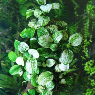 List of 18 Freshwater plants that don't need co2 9 Aquarium Plants That Can Grow Without CO2