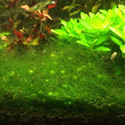 Top 10 des mangeurs d'algues - Kit de nettoyage pour votre aquarium