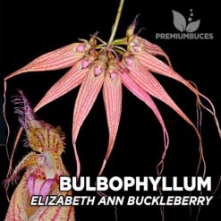Bulbophyllum Elisabeth Ann Buckelberry Orquídea para Terrario