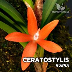 Ceratostylis Rubra Orchid voor Terrarium Terra