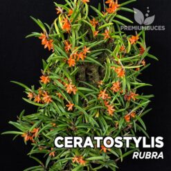 Ceratostylis Rubra Orquídea para Terrario