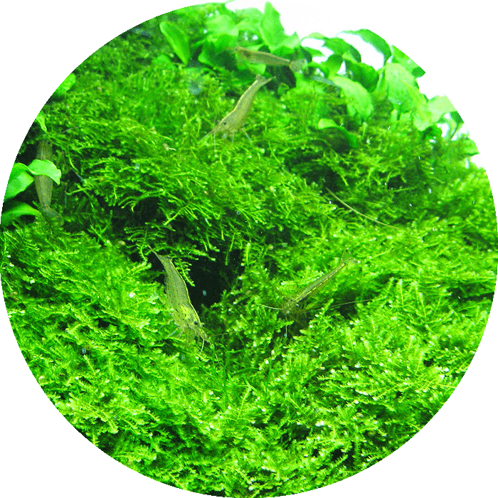 Vesicularia dubyana Christmas Moss - Mousse Aquarium - Paludarium